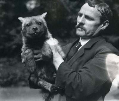 Keeper Charles Dixon holding up a baby hyaena at London Zoo, 1919 by Frederick William Bond